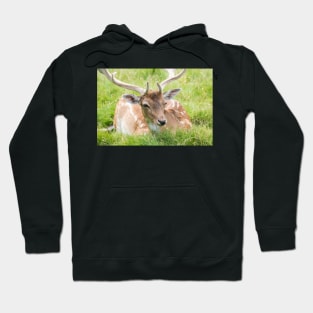 Fallow Deer Hoodie